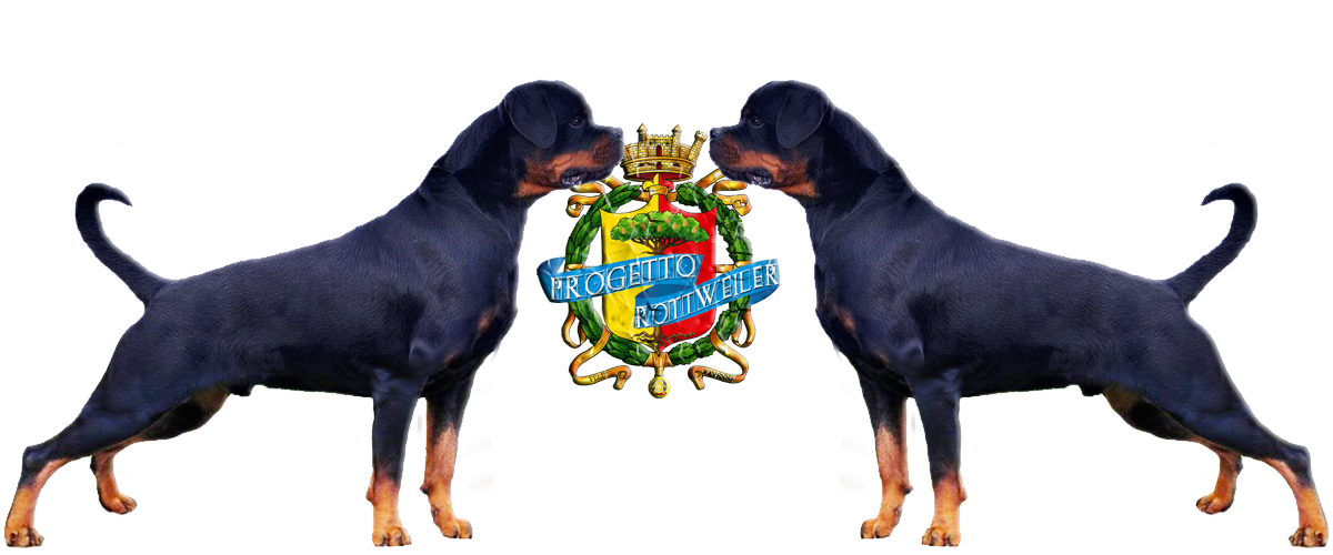 della Rocca Brancaleone allevamento rottweiler